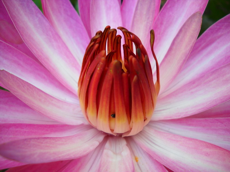 Nenufar Tropical Nocturno waterlilly
